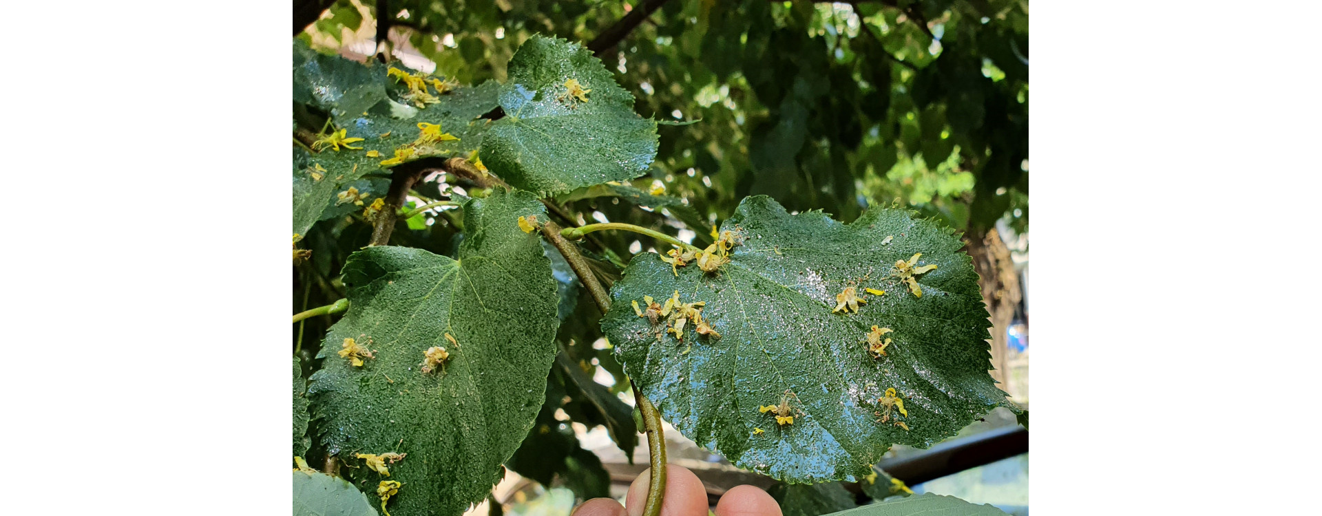 2021. évi 16. növényvédelmi felhívás – Zsigó György